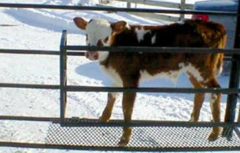 Top Dog Attachments Calf Catcher Corral